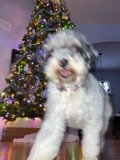 A dog in front of the Christmas tree.