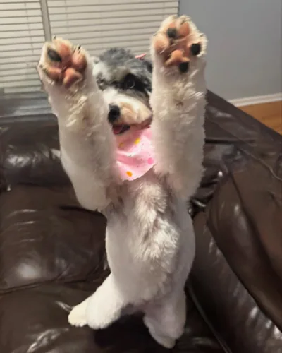A small dog sitting upright with both paws raised.