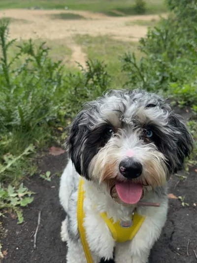 A small dog outside, wearing a yellow harness.