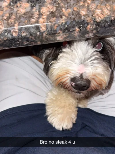 A dog rests beside a lap; the original overlay jokes about steak.