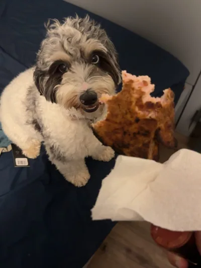 A dog watching a slice of pizza.