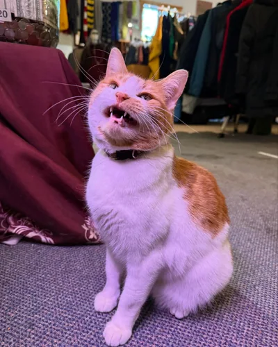 An orange-and-white cat looking upward.