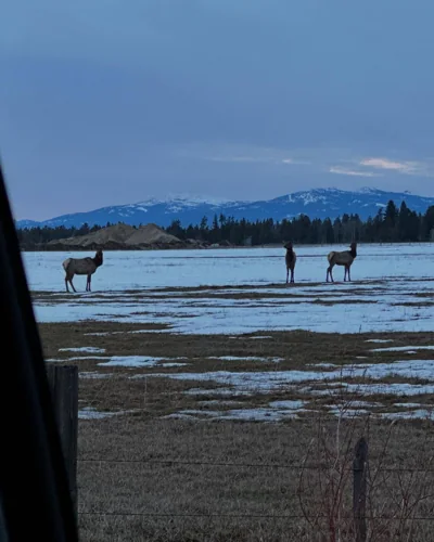 Deer in an open snowy field near mountains.