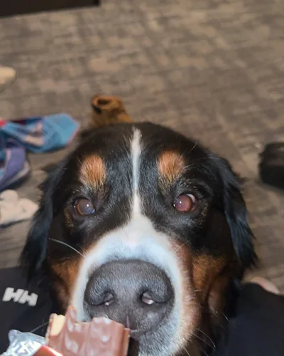 A close-up photograph of a large dog.