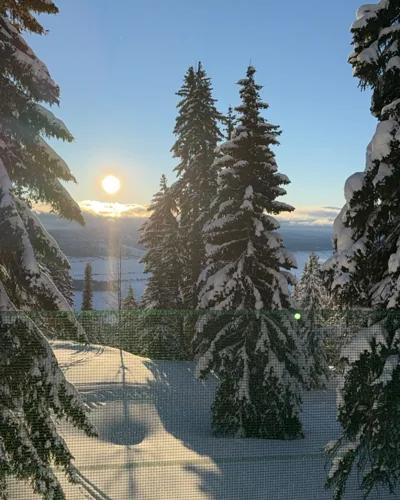 Sunlight passing between snow-covered evergreens.